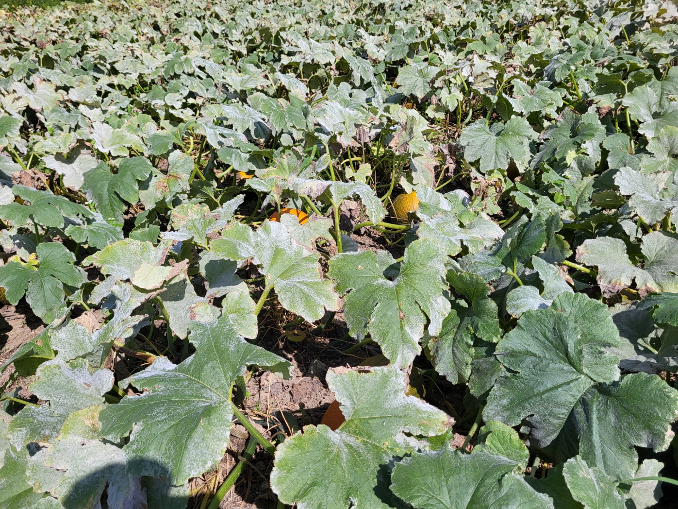 Powdery mildew in pumpkins.jpg